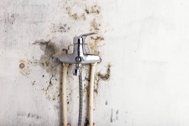 Best Best Mold Removal Companies  in Summit, WA