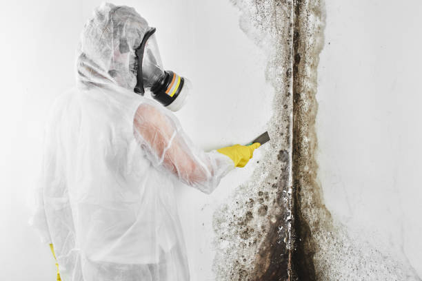 Best Mold Damage Repair  in Summit, WA