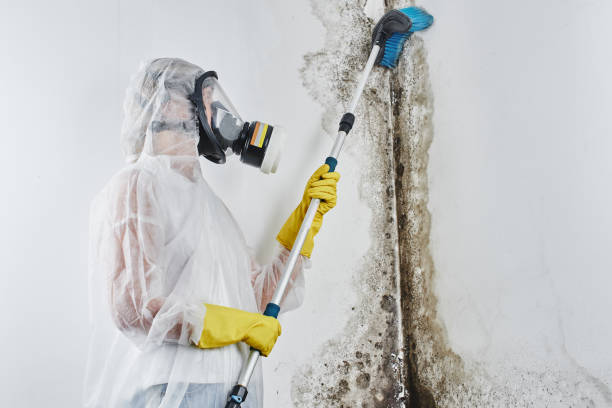 Best Certified Mold Removal  in Summit, WA