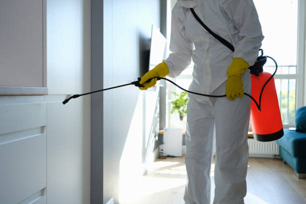 Best Attic Mold Removal  in Summit, WA