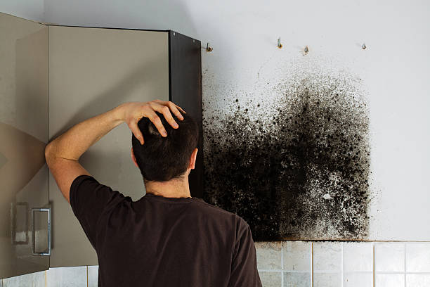 Best Toxic Mold Removal  in Summit, WA