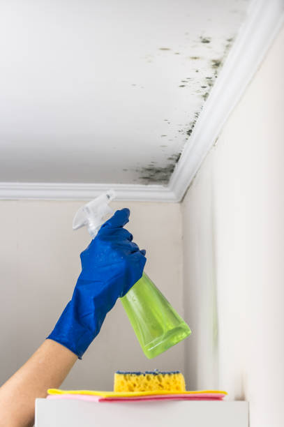 Mold Removal and Inspection in Summit, WA